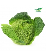 KAPUSTA WŁOSKA ŚWIEŻA BIO (około 0,50 kg)